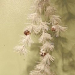 5FT G.WHT PINE GARLAND
