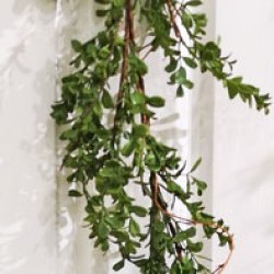 5FT BOXWOOD GARLAND
